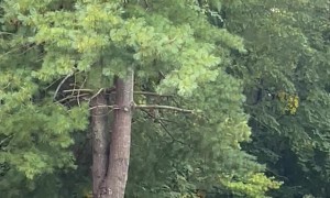 Black Bear Pilfers Pumpkin