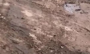 Dirty Dogs Play in the Mud