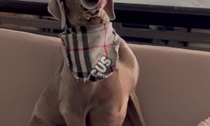 Weimaraner Pup's Flute Solo