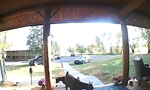 Billy Goat Can't Quite Keep Up