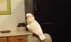 Happy Bird Has Lot to Say