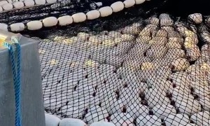 Casting the Net Out to Sea