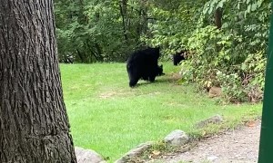 Girl Spooks Baby Black Bear Sending it Running to Mom