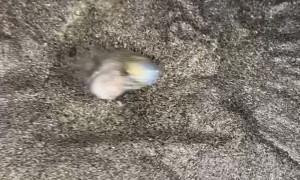 Tourists Encounter Grunions Spawning on Beach