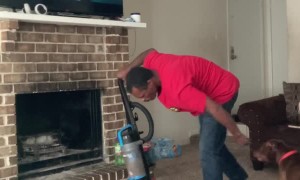 Pitbull Fights the Vacuum