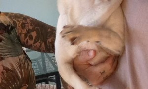 Drama Pug Hates Her Nails Trimmed