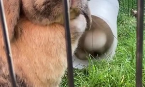 Fluffy Rabbit's Reverse Out of Tube