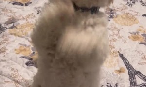 Bichon Frise Dances Whenever She Wants Something