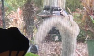 Rare Albino Squirrel Spotted on Birdfeeder