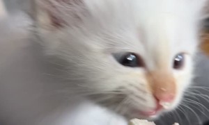 Kitten Crying for Whipped Cream