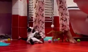 Lifestyle of a Volunteer Kitten Fosterer