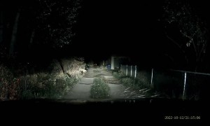 Garage Opening Spooks Deer and it Runs into the Car