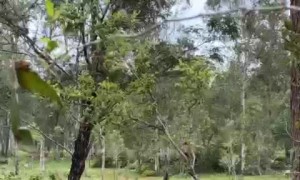 Woman Rescues Calf From Creek