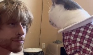 Cat Slaps Man in the Face