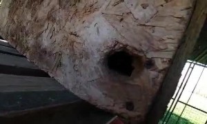 Spooky Spindly Fingers of a Raccoon