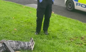 Realistic Halloween Prop Gets Police's Attention