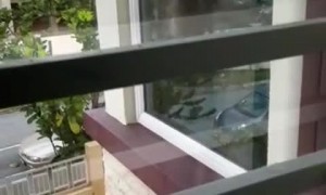 Bird Wants in the Window