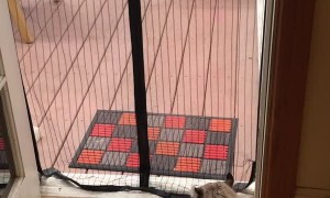 Dog and Cat Go Through Mesh Screen in Different Ways