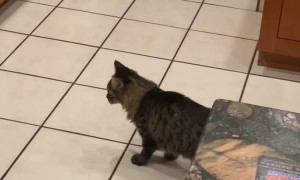 Spooked Kitty Dives Under Oven