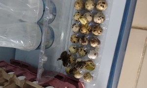Quail Eggs Appear to Hatch on Supermarket Shelf