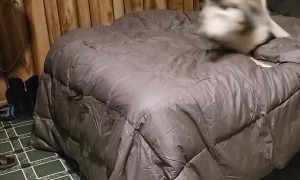 Husky's Nighttime Ritual