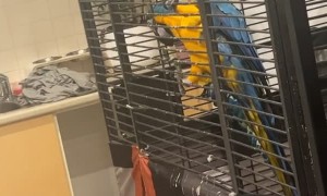 Macaw Reacts to Disappearing Act