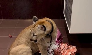 Playful Puma Pops Birthday Balloons