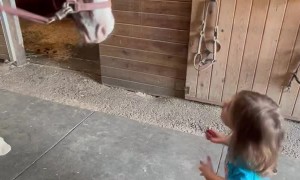 Horse Answers Kid's Candid Question
