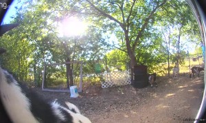 Goat Rings Doorbell Camera