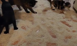 Quirky Kittens Roll Around in Rice