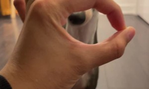 Puppy Does "Snoot" Trick