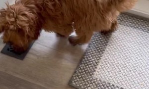 Dog Returns with a Baby Ringtail Possum on His Back
