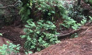 Friendly Plant Seems to Dance for the Camera