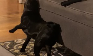 Kitty Plays Rough with Pug