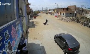 Dog Plummets Out of Window in Peru