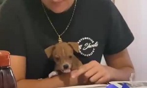 Puppy Helps Turn Newspaper Pages