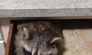 Raccoon Hides Out in Drawer