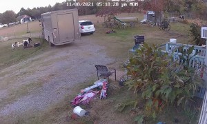 Fainting Goats Meet UPS Truck