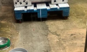 Trying to Help Eggie the Bull Terrier Who Doesn't Like Rain Back into the House