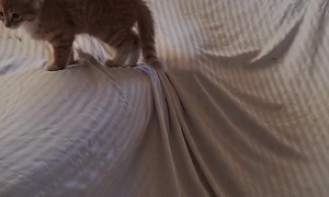 Kitten Pounces Around Blanket Fort