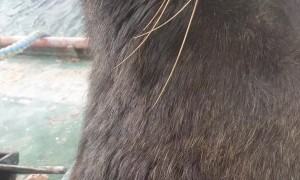 Coconut the Male Sea Lion Jumps into Boat for Some Attention