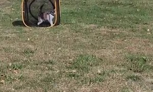 Daisy Loves Her Cube