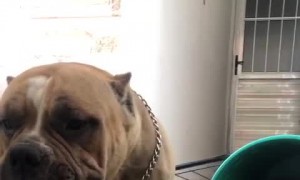 Dog Has no Remorse For Eating Extra Food