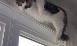 Chill Cat Hangs Out on Curtain Rod
