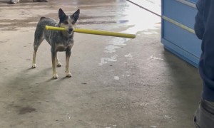 Dog Makes a Base Hit Up the Middle