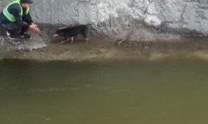 Incredible Ukrainian heroes save a dog in need 