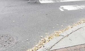 UPS Driver Escorts Wild Turkeys Through Busy Intersection