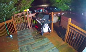 Family of Bears Climbs Over Gate to Eat Cat Food