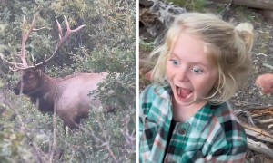 Little girl is already a pro at elk calling