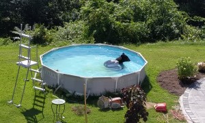 Black Bear Takes a Dip in Backyard Pool